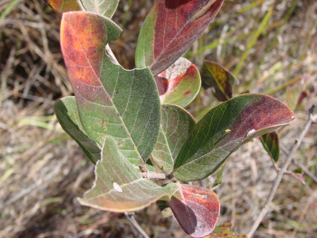 Psidium cinereum