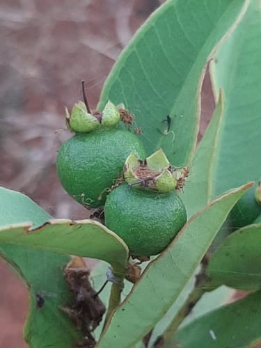 Psidium firmum (Araca-do-cerrado) — photo