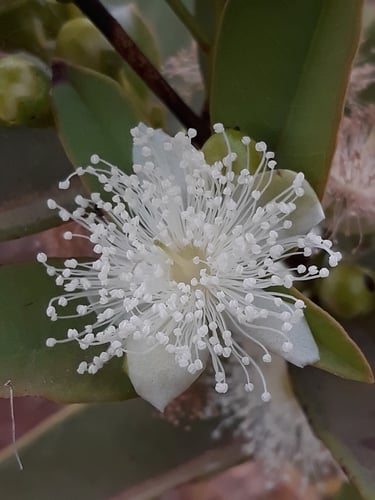 Psidium firmum