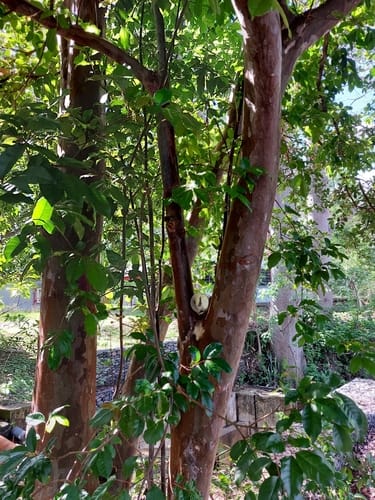 Psidium friedrichsthalianum (Costa Rica guava) — photo