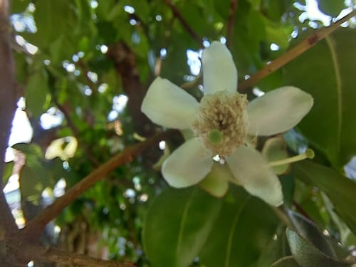 Psidium friedrichsthalianum (Costa Rica guava) — photo