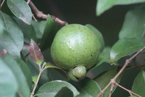 Psidium friedrichsthalianum