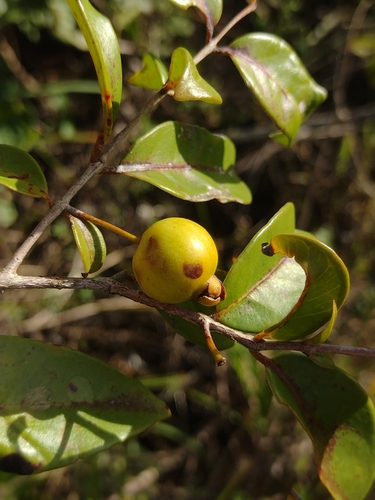 Psidium galapagaeum — photo