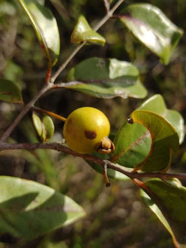 Psidium galapagaeum — photo