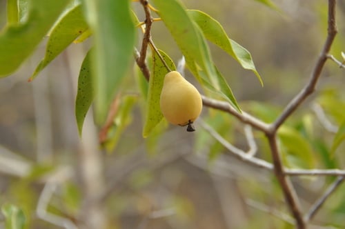 Psidium galapagaeum