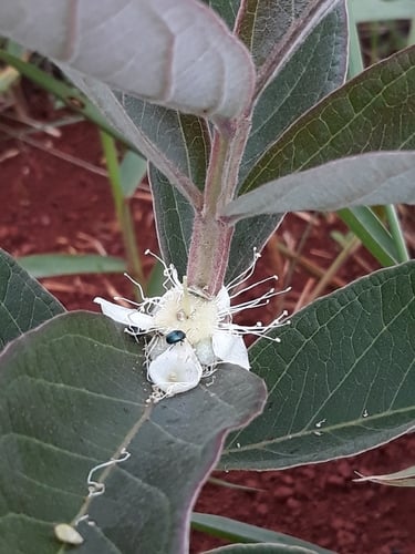 Psidium grandifolium (Araca cinzento) — photo
