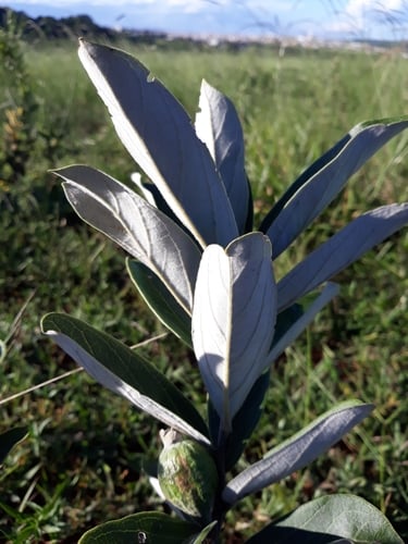 Psidium grandifolium (Araca cinzento) — photo