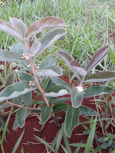 Psidium grandifolium