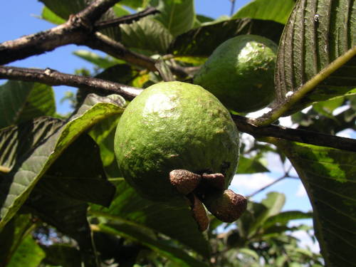 Psidium guajava (Guava) — photo