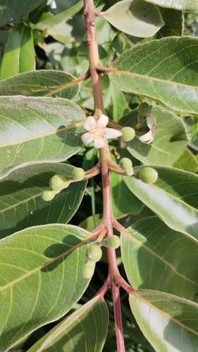 Psidium guineense (Brazilian guava) — photo
