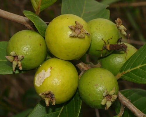 Psidium guyanense — photo