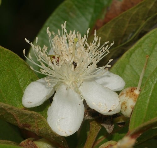 Psidium guyanense — photo