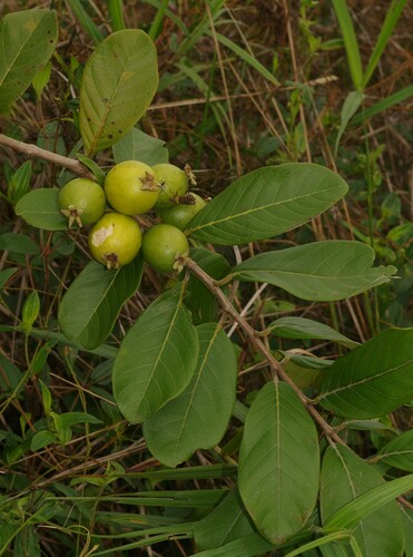 Psidium guyanense