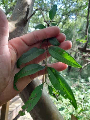 Psidium kennedyanum (Kennedy guava) — photo