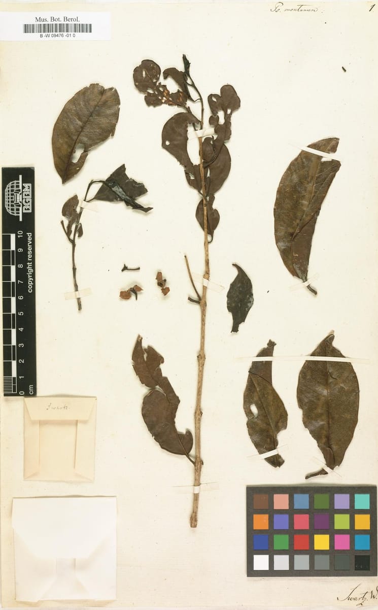 Psidium montanum (Spice guava) — photo