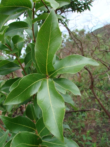 Psidium myrtoides (Aracacica) — photo
