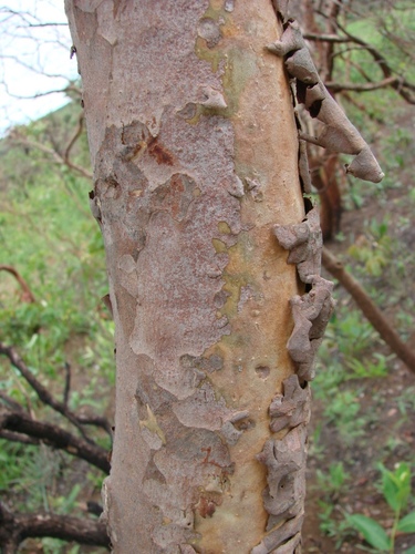 Psidium myrtoides (Aracacica) — photo