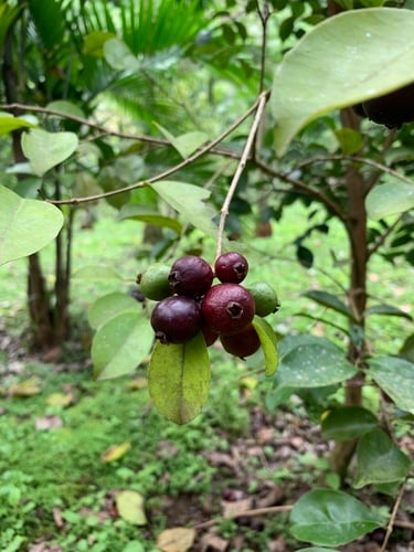 Psidium myrtoides