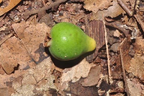 Psidium nutans — photo