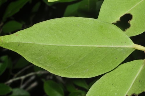 Psidium oligospermum (Araca-ayta) — photo