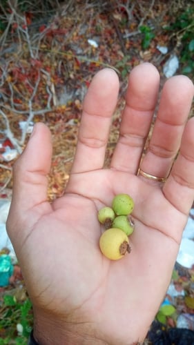 Psidium oligospermum (Araca-ayta) — photo