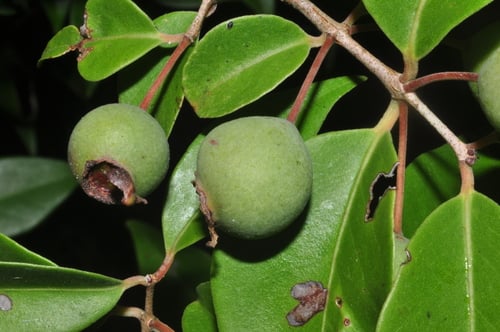 Psidium oligospermum