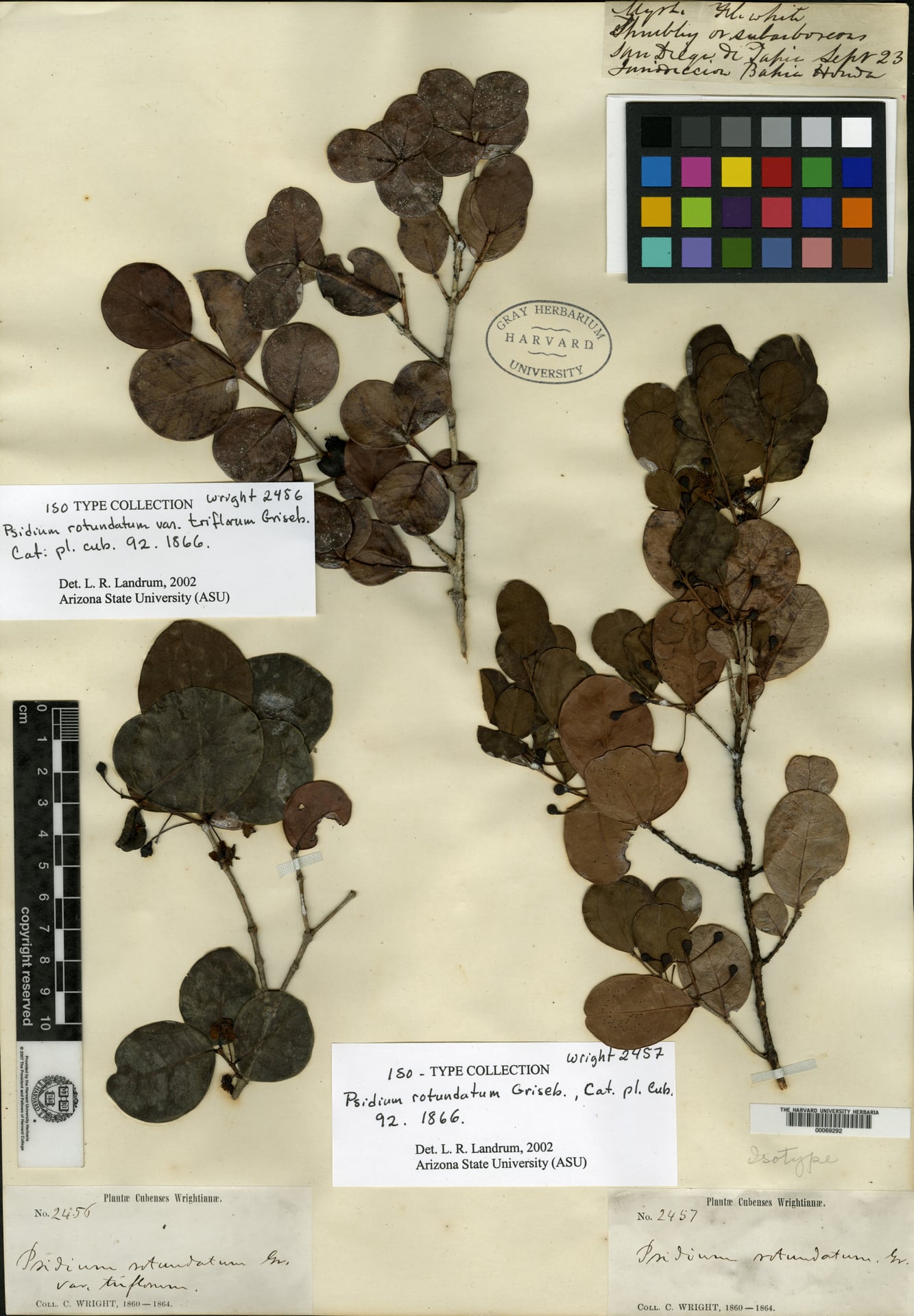 Psidium rotundatum — photo