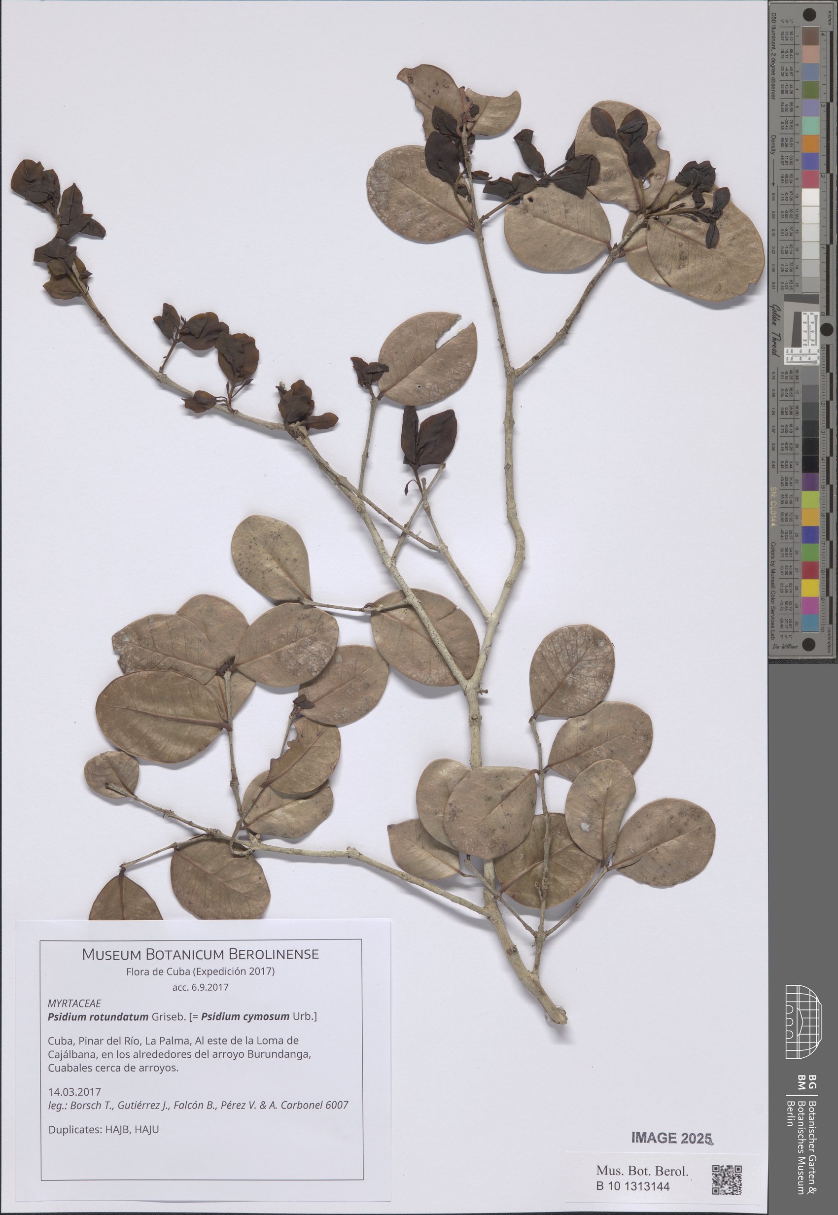 Psidium rotundatum