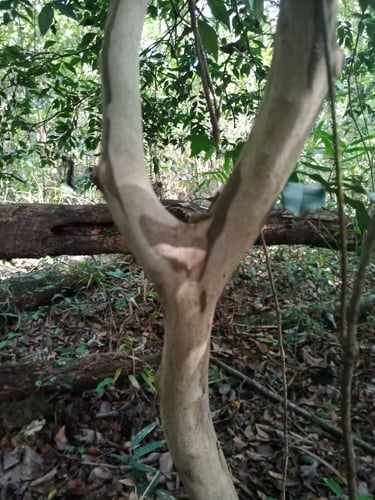 Psidium rufum (Rusty guava) — photo