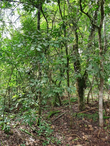 Psidium rufum (Rusty guava) — photo
