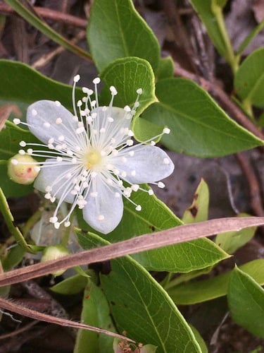 Psidium salutare (Arrayan pequena) — photo