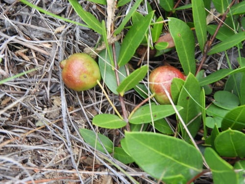 Psidium salutare (Arrayan pequena) — photo