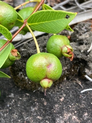 Psidium salutare
