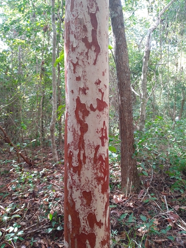 Psidium sartorianum (Sarte's guava) — photo