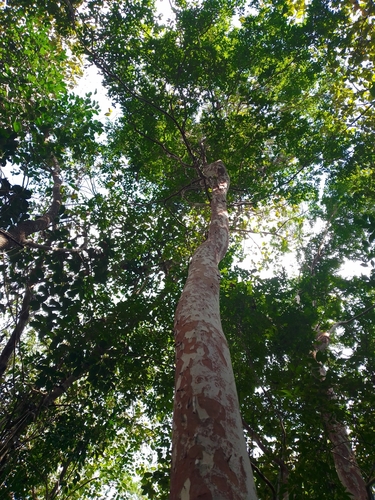Psidium sartorianum (Sarte's guava) — photo
