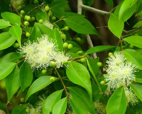 Psidium sartorianum