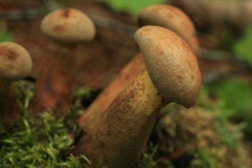 Psiloboletinus lariceti — photo