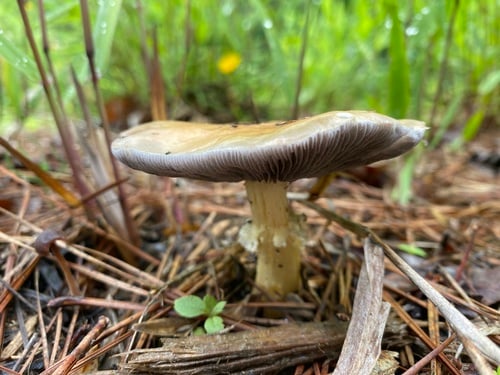 Psilocybe coronilla (Garland roundhead) — photo