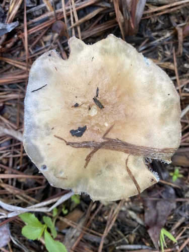 Psilocybe coronilla (Garland roundhead) — photo