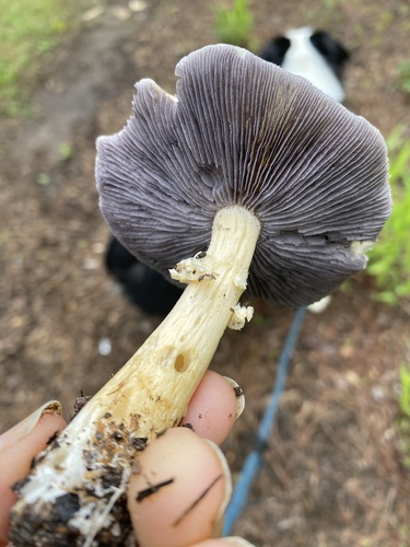 Psilocybe coronilla