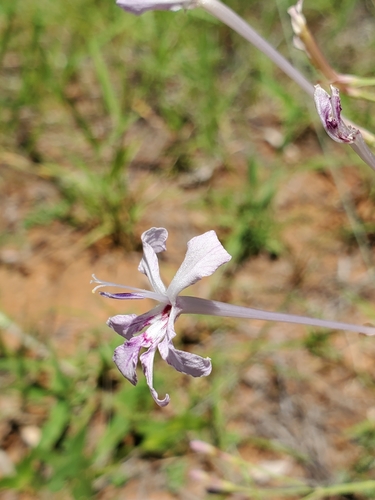 Psilosiphon bainesii — photo