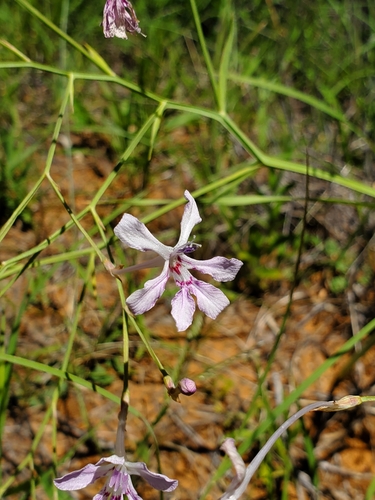 Psilosiphon bainesii