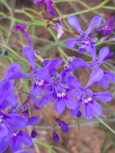 Psilosiphon sandersonii