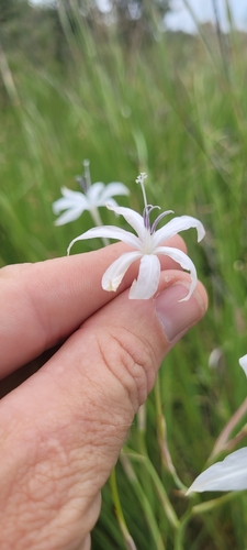 Psilosiphon schimperi — photo