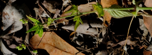 Psilotrichum sericeum — photo