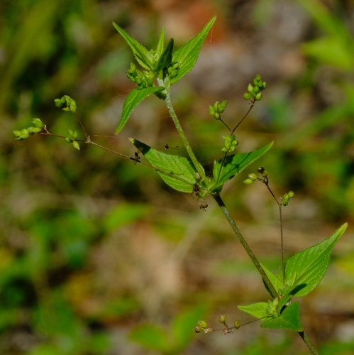 Psilotrichum sericeum — photo