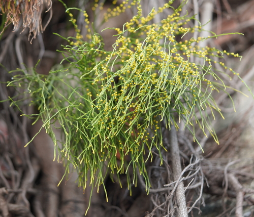 Psilotum nudum (Whisk fern) — photo