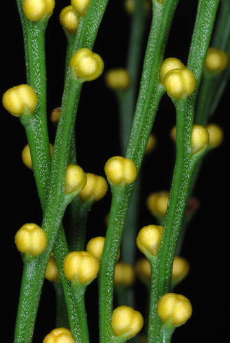 Psilotum nudum (Whisk fern) — photo