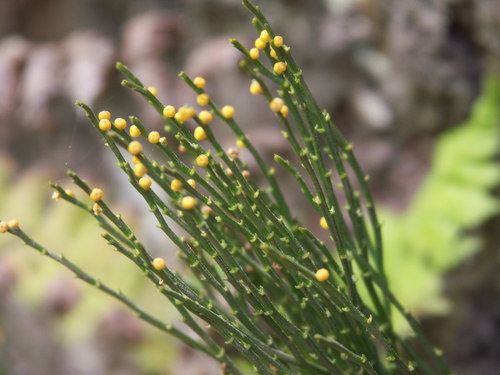 Psilotaceae