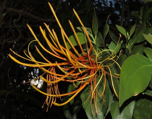 Psittacanthus schiedeanus (Matapalo) — photo